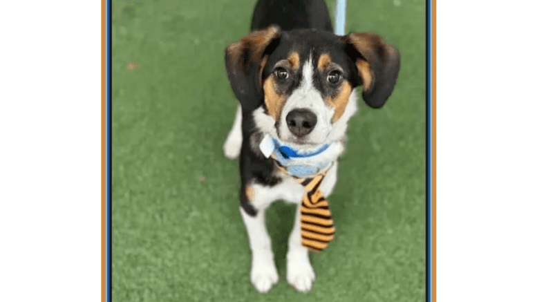 A tri-color beagle with a yellow/black necktie