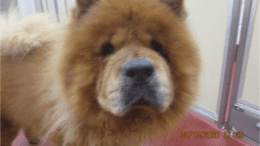 A red chow chow looking at the camera