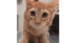 An orange tabby kitten sitting on a table, looking at the camera