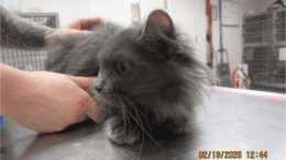 A grey medium-haired cat sitting on a metal table