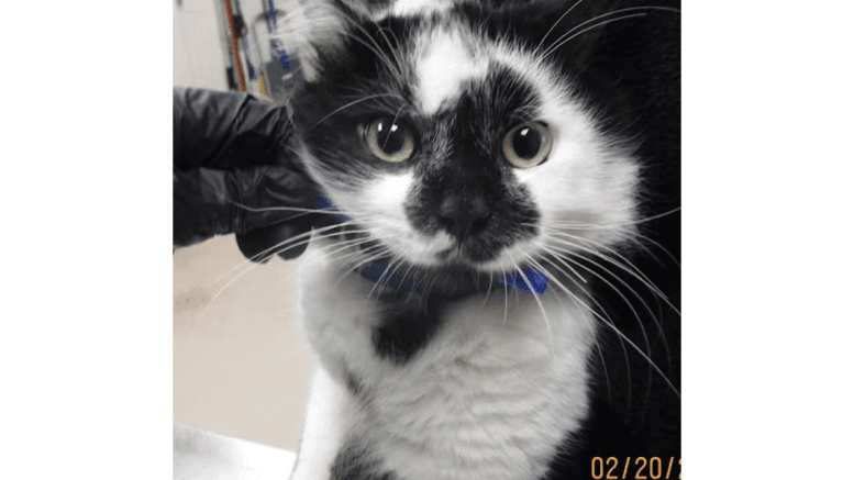 A white/black cat held by someone