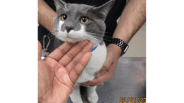A grey/white cat held on a table by someone behind
