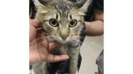 A tabby/white cat held by two people behind and upfront