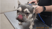 A grey/tan French bulldog with tongue touching his nose