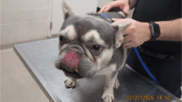 A grey/tan French bulldog with tongue touching his nose