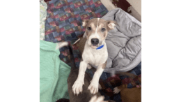 A grey/white American pit bull terrier puppy climbing on another dog