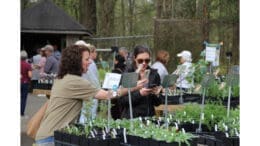 A photo from the Chattahoochee Nature Center's annual Spring Native Plant Sale