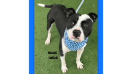 A black/white American pit bull terrier with a blue scarf