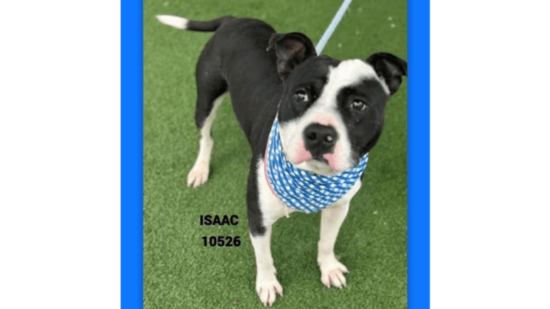 A black/white American pit bull terrier with a blue scarf