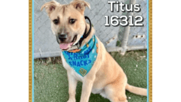 A cream American pit bull terrier with blue scarf and tongue's out