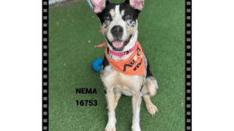 A blue merle/brown Catahoula leopard dog with an orange scarf, sitting on a grass