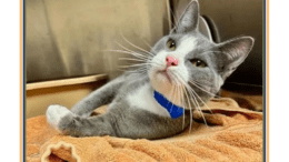 A grey/white cat laying down on an orange cloth inside a cage