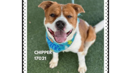 A white/brown American pit bull terrier with a blue leash, looking happy