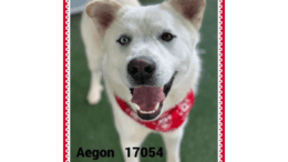 A white Siberian husky with a red scarf and with tongue's out, looking happy