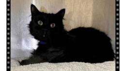 A black cat loafed inside a cage