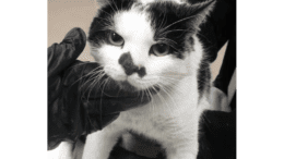 A white/black cat held on its head, looking angry