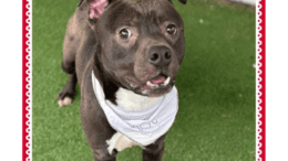 A chocolate white American pit bull terrier with a white scarf, looking shocked