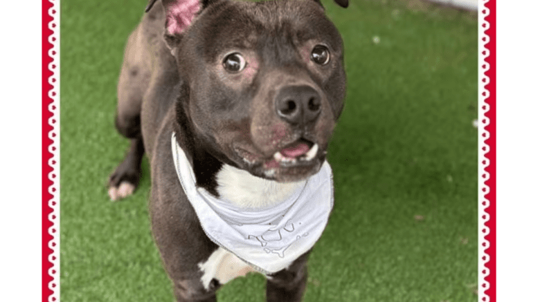 A chocolate white American pit bull terrier with a white scarf, looking shocked