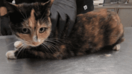 A calico cat loafed on a table with someone holding her