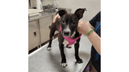A black/white labrador retriever standing on a metal table with someone beside him