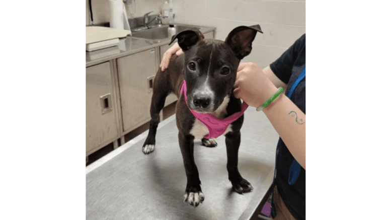 A black/white labrador retriever standing on a metal table with someone beside him