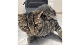 A tabby cat sitting on a metal table