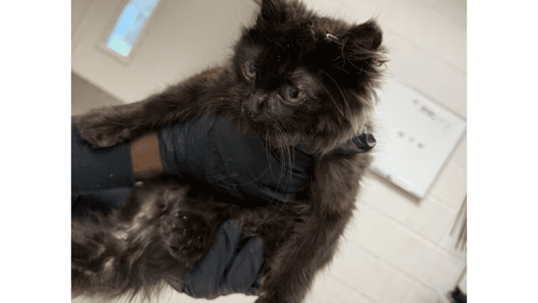 A black/brown kitten held by someone