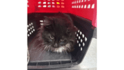 A black/white domestic medium hair cat inside a red/black cage