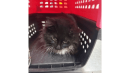 A black/white domestic medium hair cat inside a red/black cage