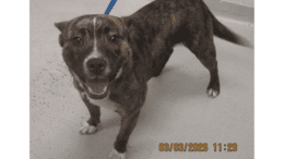 A tiger brindle/white American pit bull terrier with mouth open, looking happy