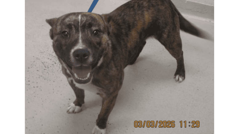 A tiger brindle/white American pit bull terrier with mouth open, looking happy