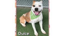 A tan/white American pit bull terrier sitting on a grass field looking happy with a green scarf