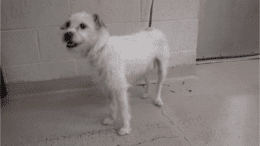 A white/tan terrier standing on the side with blue leash