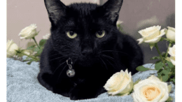 A black cat loafed on a blue cloth surrounded by white roses