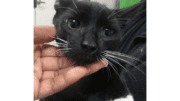 A black/white cat held on its head by someone