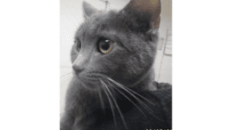 A grey cat held by someone