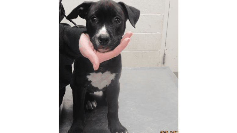 A black/white American pit bull terrier sitting on a metal table