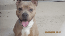 A buff/white American Staffordshire terrier with tongue's out