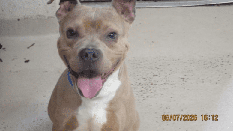 A buff/white American Staffordshire terrier with tongue's out