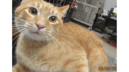 An orange tabby cat sitting on a table
