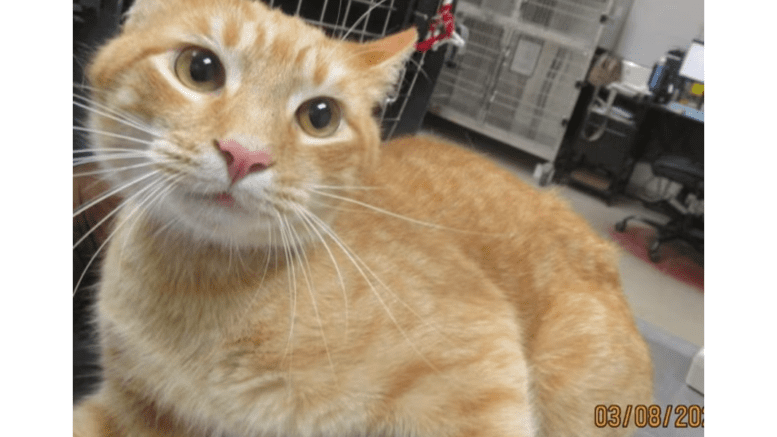 An orange tabby cat sitting on a table