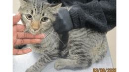 A tabby cat sitting on a table with someone holding him down