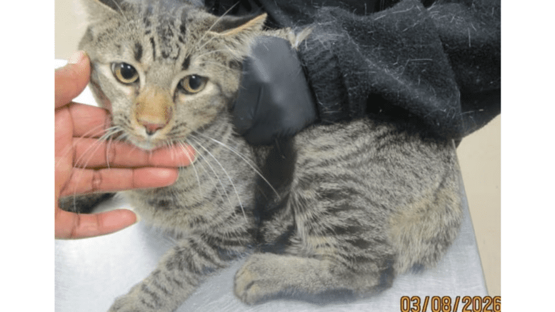 A tabby cat sitting on a table with someone holding him down