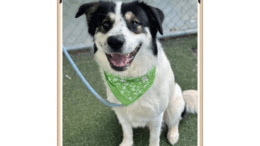 A white/tri-color shepherd with a green scarf, looking happy