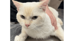 A flame point cat looking angry