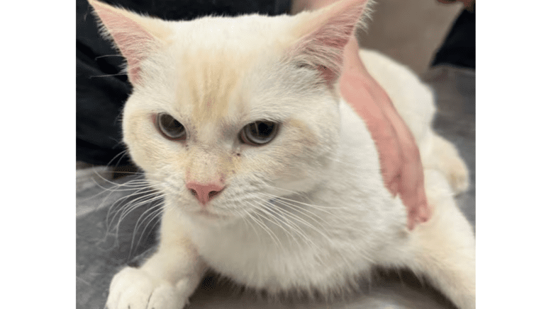 A flame point cat looking angry