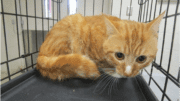 An orange tabby cat sitting inside a cage