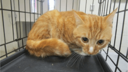 An orange tabby cat sitting inside a cage