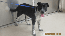 A black/white border collie standing on the side with tongue's out