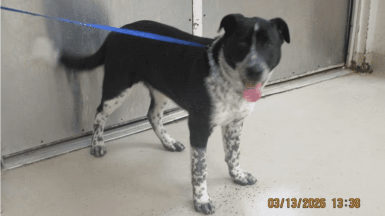 A black/white border collie standing on the side with tongue's out